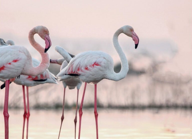 Rutas guiadas gratuitas en parajes naturales protegidos de Torrevieja Eco Rutas gratuitas Torrevieja